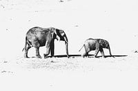 Nur ihr zwei - Elefanten