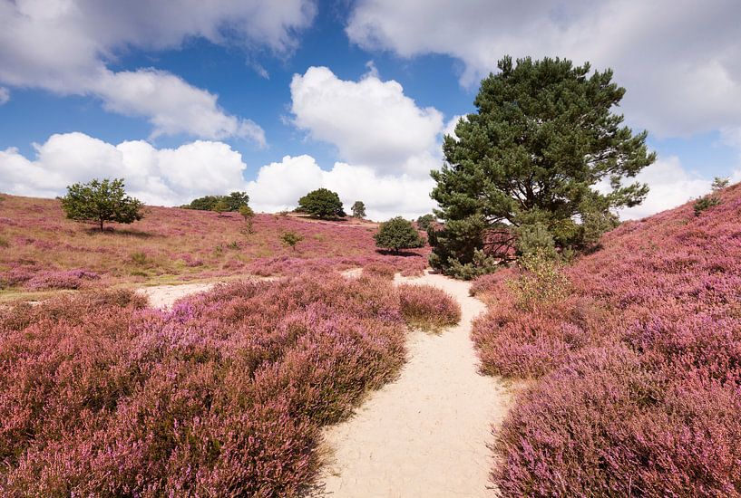 Bloeiende heide in natuurgebied de Posbank von Rob Kints