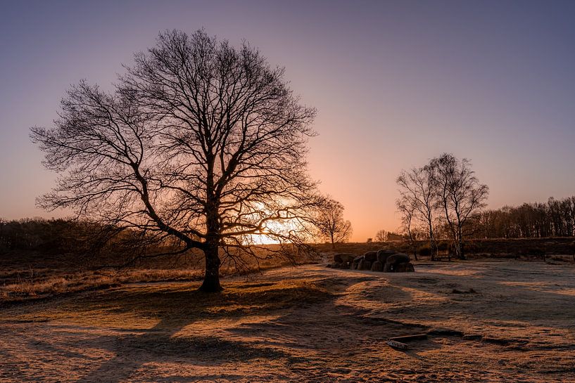 Grand arbre et dolmens au lever du soleil par Dafne Vos