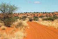 Weg door de Kalahari-2