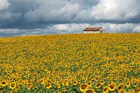 Champ de tournesols