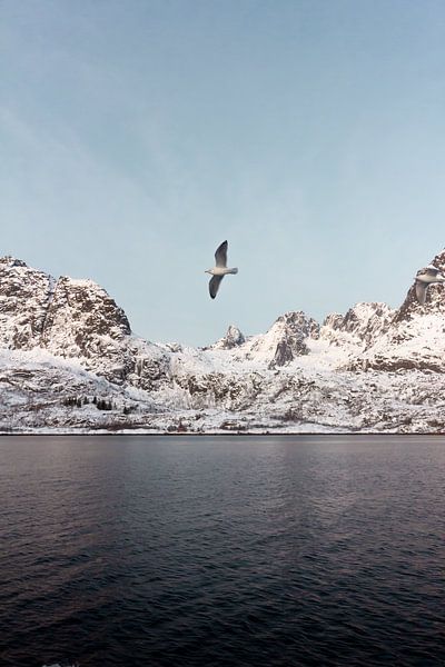 Vogel im Fjord, Norwegen | Landschaftsfotografie Lofoten | Fotoprint Natur Schnee von Dylan gaat naar buiten