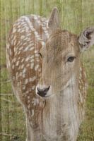 Abstrakte Fotografie | Abstrakter Expressionismus | Porträt eines Rehs