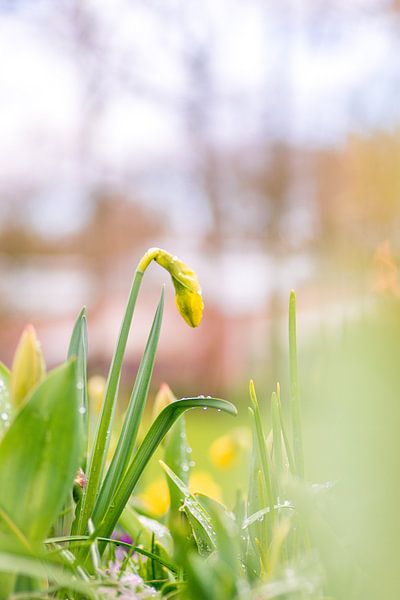 Narzisse hell von Samantha Rorijs