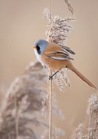 Bearded reedling 1