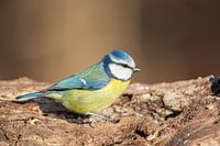 Blaumeise (Cyanistes caeruleus)