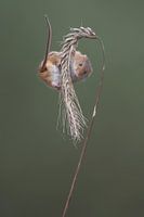 Zwergmaus (Micromys minutus)