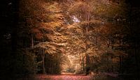 Herbstwald 3