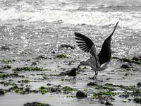 Möwe auf Nahrungssuche