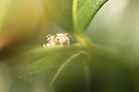 Araignée dans les buissons