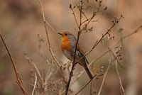 Roodborst (Erithacus rubecula)