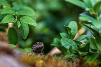 Grüne Welt in Großaufnahme. Die Waldflora von Aragonien, Spanien