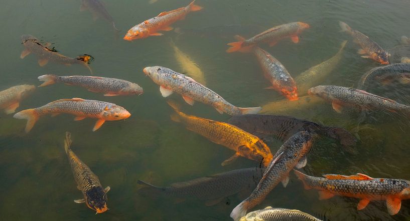 'Koi fish', Kyoto- Japan by Martine Joanne