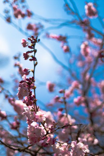 Blossom by Diana Boersma