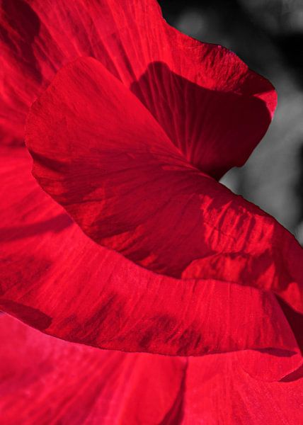 Dancing poppies | Picture by Yvonne Warmerdam