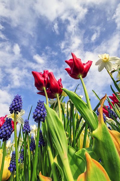 Printemps - Viva La Vida par Cho Tang