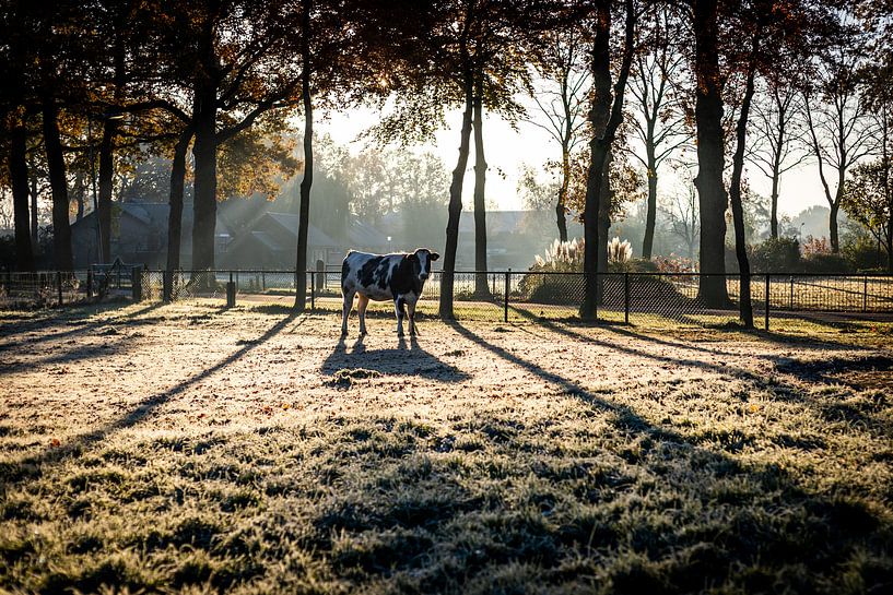 Kuh in der Sonne von Yvette Smink