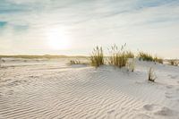 Dunes de la mer du Nord