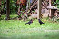 Eine Amselfamilie bei der Besprechung und Tipps zur Futtersuche