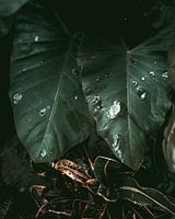 Jungle plants up close | Colombia