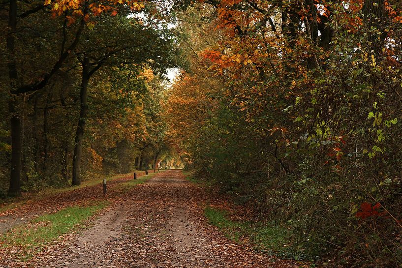 Bospad von Joop de Lange