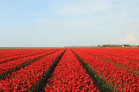 Tulips from Friesland