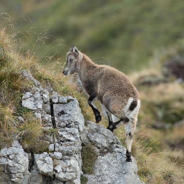 Alpine Ibex ( Capra ibex ), young animal, climbing up some rocks in the Alps, wildife, Europe. by wunderbare Erde