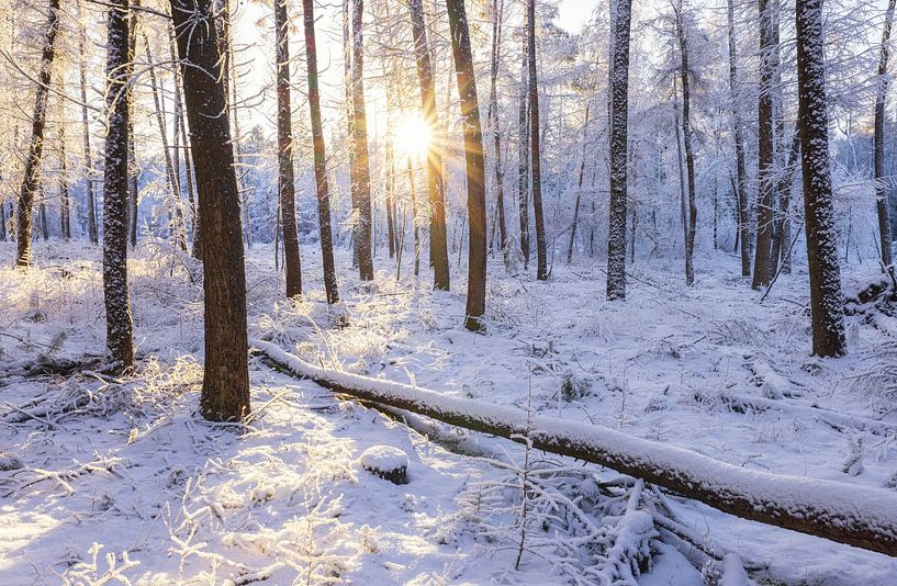 Dwingelderveld - Drenthe (Niederlande) von Marcel Kerdijk