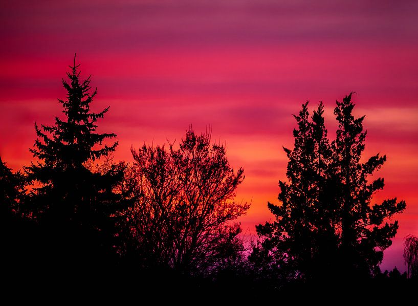 Baum Silhouetten im Abendrot von ManfredFotos