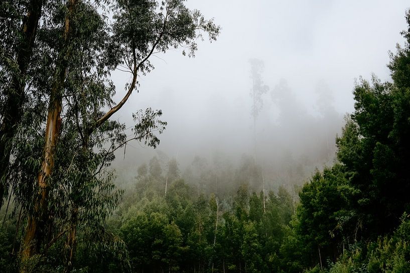 Forêt dans la brume par Myrthe Vlasveld