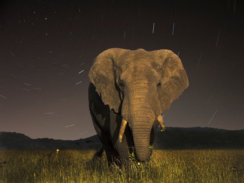 Éléphant de Tanzanie par Robbie Veldwijk