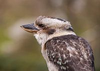 Kookaburra