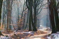 Een zonnige winterdag met mist in het Speulderbos