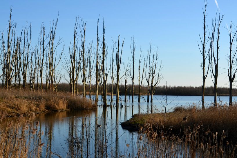 Bäume mit Spiegelung im Wasser des Biesbosch von FotoGraaGHanneke