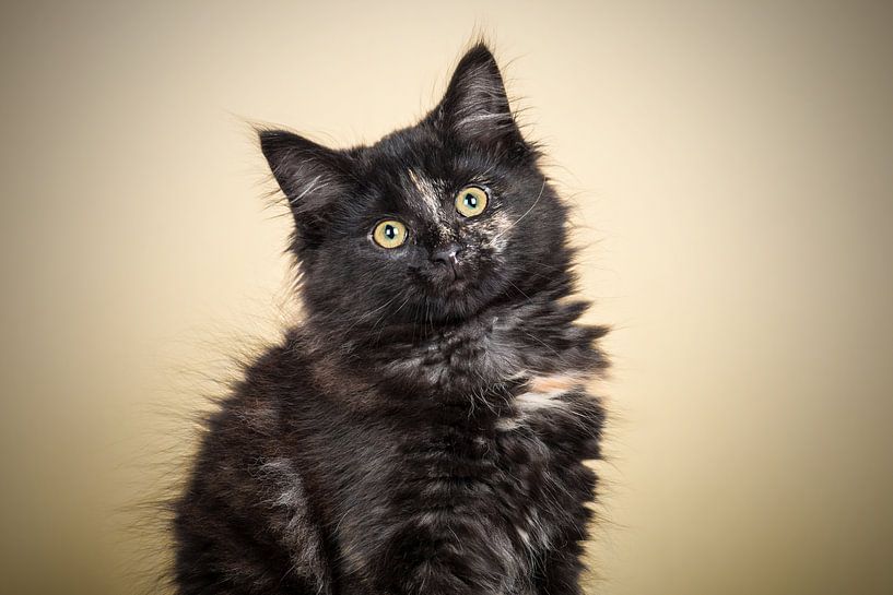 Maine Coon kitten by Lotte van Alderen