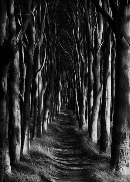 Weg durch den Zauberwald von Frank Andree