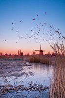 Molen