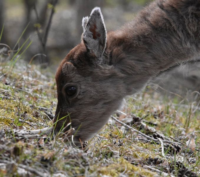 Ohh cerf par Klazina Visser
