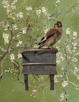 Le chardonneret et l'amandier en fleur