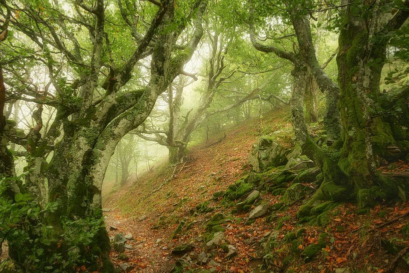 Die knorrigen Bäume von Ellen Borggreve