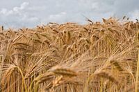 Grainfield