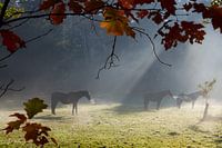 Horses in the woods on a cold autumn morning