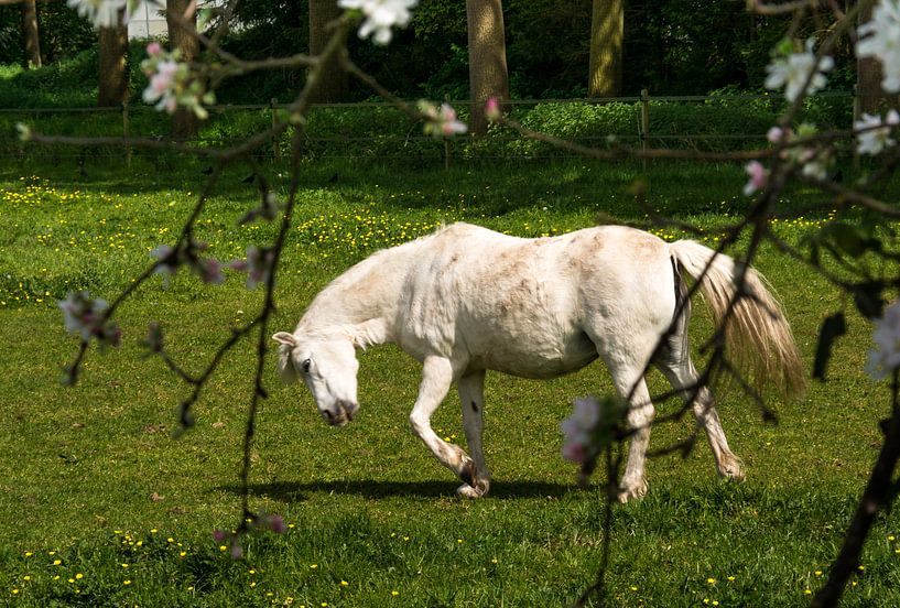 Paard in wei von Ellen Denkers-Hartman