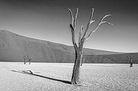 Deadvlei-05