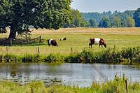 Eine Familie von Laekenfeldern Rind in einer Sommerlandschaft.
