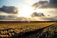 Tulip field in Noordwijkerhout II