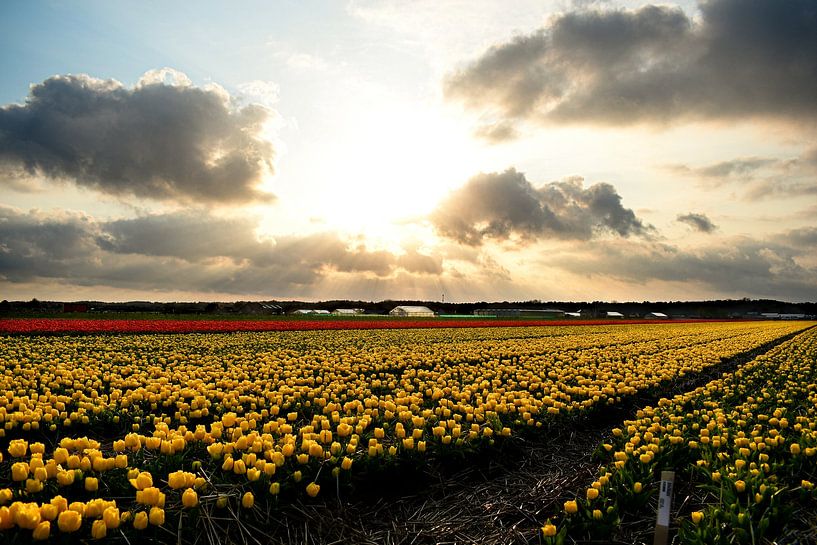 Tulip field in Noordwijkerhout II by Marvin Van Haasen