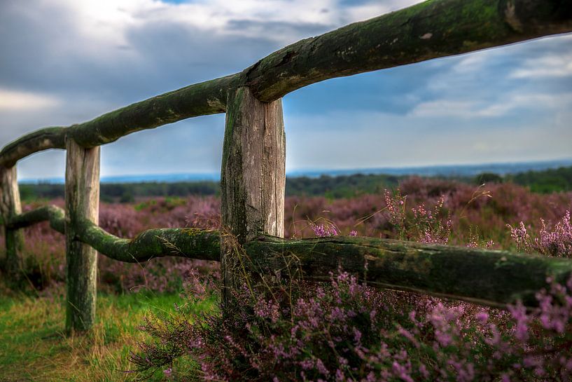 Paarse hei par Henk v Hoek