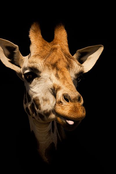 Giraffe mit Haltung von Foto Studio Labie