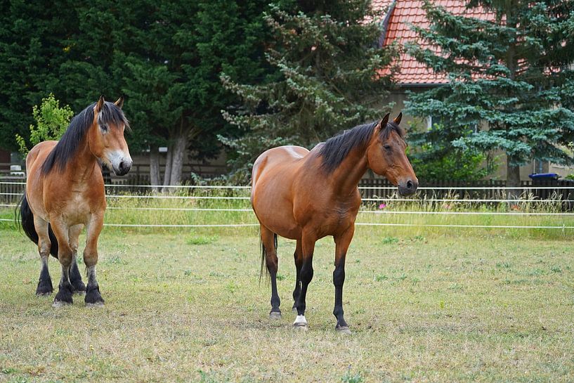 Le Trakehner Feldmeyer et le Rheinisch Deutsches Kaltblut Enzo sur la Wei par Babetts Bildergalerie